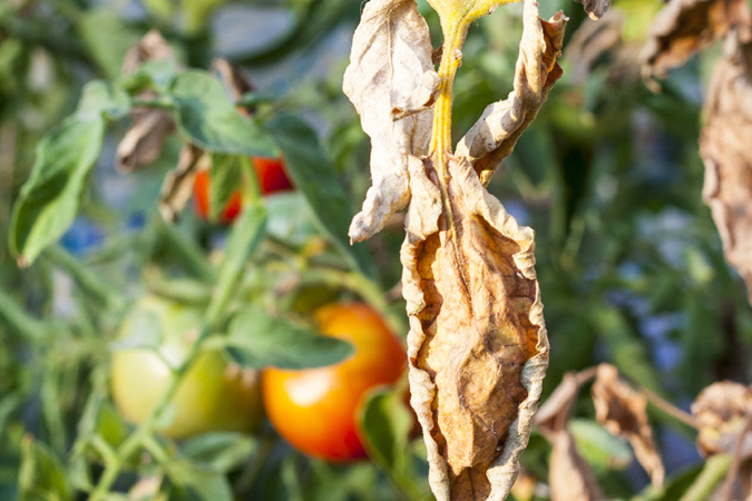 Kraut Und Braunf Ule Bei Tomaten Wie Entsteht Sie Was Kann Man Tun